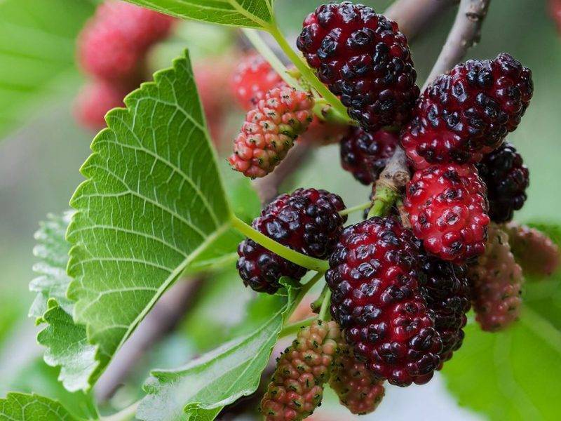 Шелковица купить саженцы из питомнике в Можге