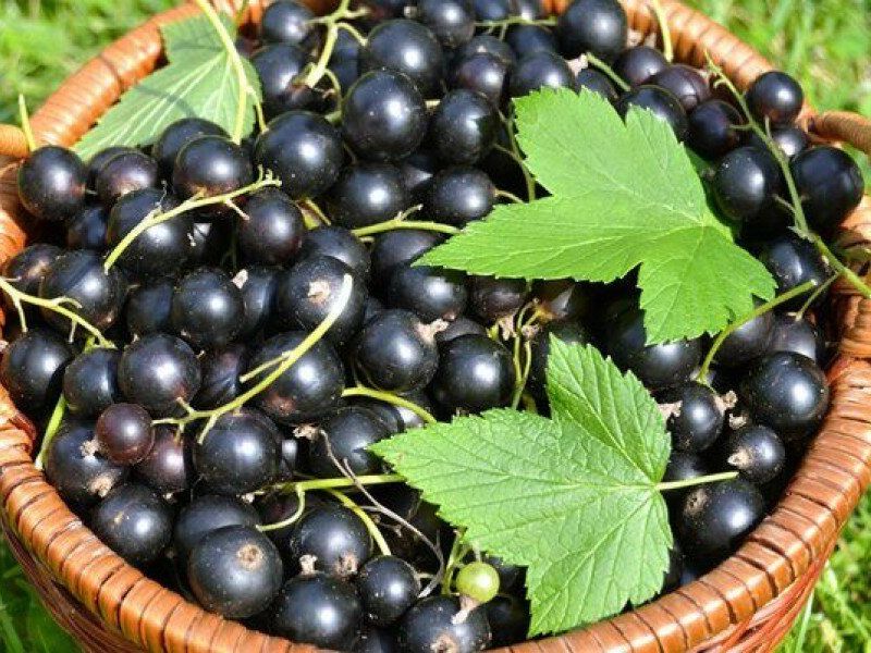 Смородина купить саженцы из питомника в Можге