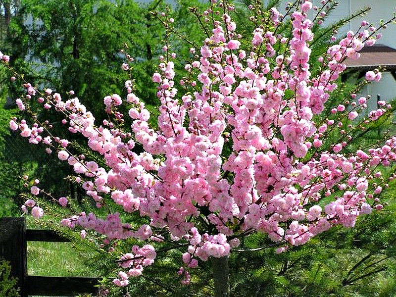 Миндаль купить саженцы из питомника в Можге