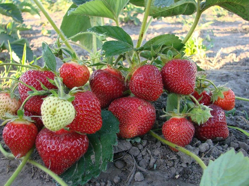 Клубника купить саженцы из питомника в Можге