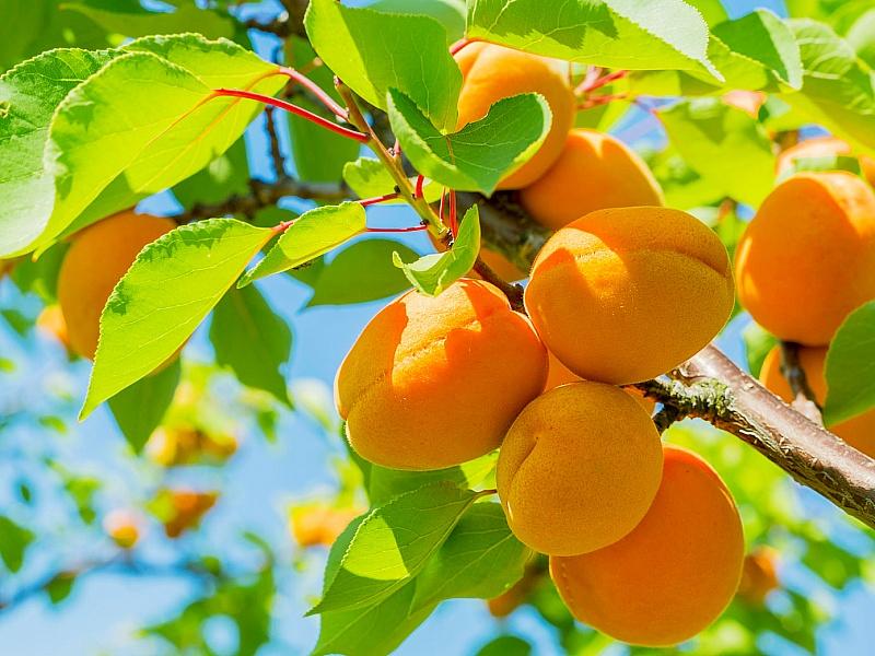 Абрикос купить саженцы из питомнике в Можге