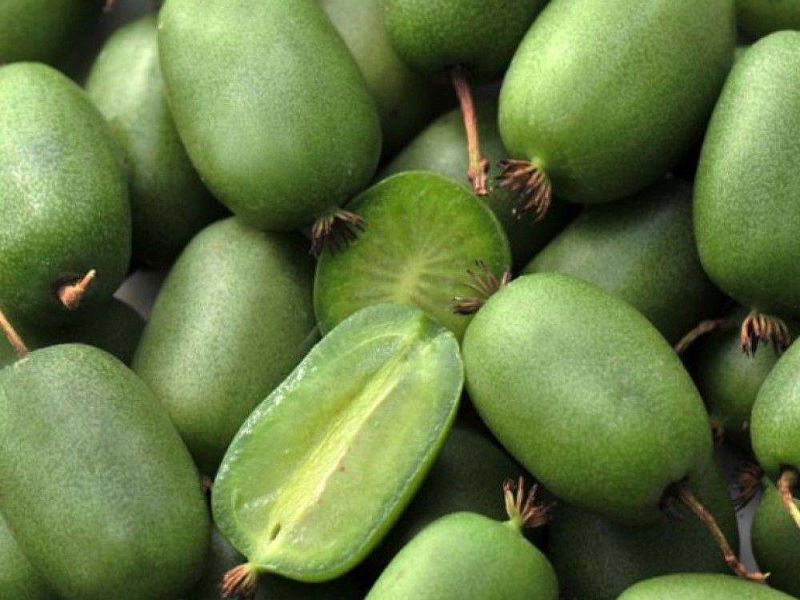 Актинидия купить саженцы из питомнике в Можге