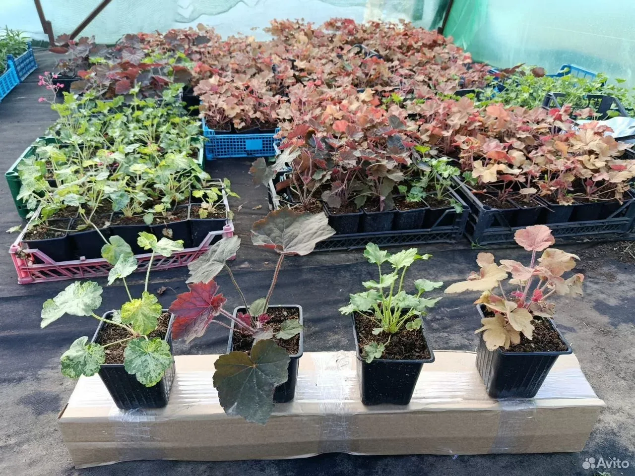 Гейхера Стоплайт саженец ЗКС в стакане Р9