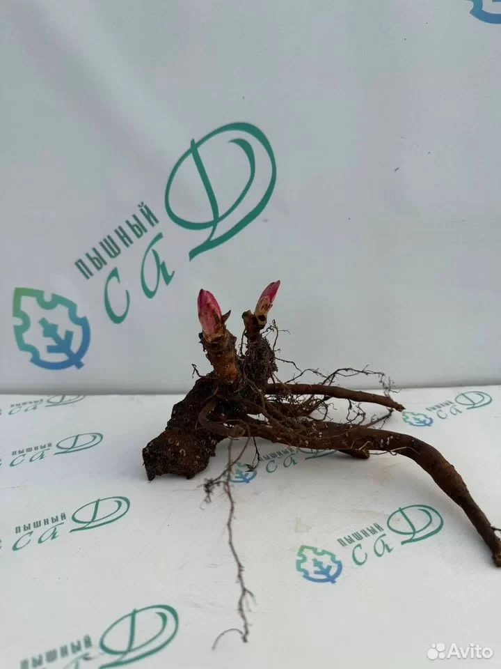 Пион "ЭДУЛИС СУПЕРБА"