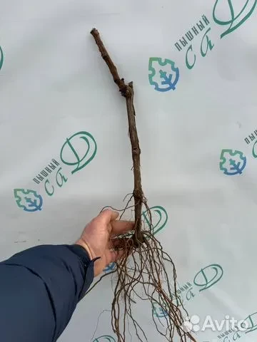 Виноград "БРУСКАМ"