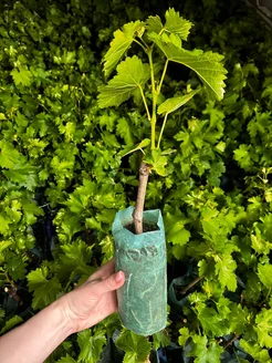Виноград "АРКАДИЯ"